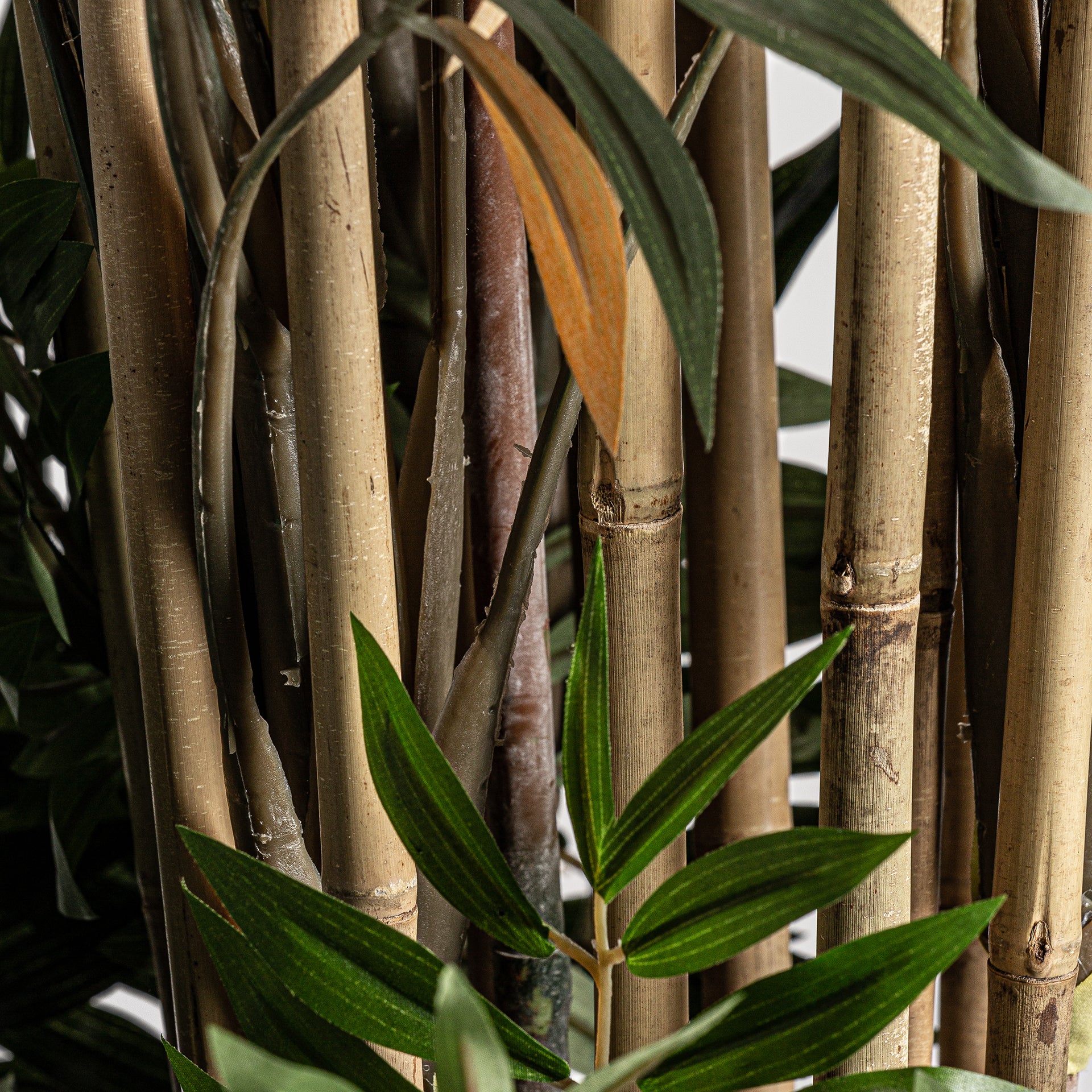 BAMBÚ PLANT
